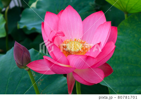 青菱紅蓮と蕾 青菱紅蓮と蕾 80781701