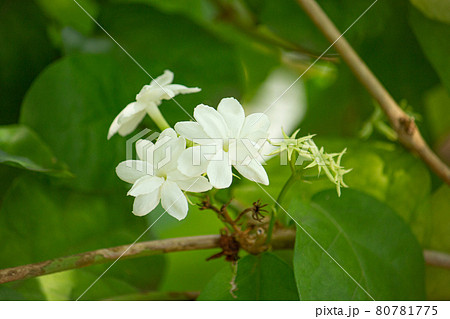 マツリカ (茉莉花、アラビアジャスミン)学名:Jasminum sambac Ait。ジャスミンティ マツリカ (茉莉花、アラビアジャスミン)学名:Jasminum sambac Ait。ジャスミンティ 80781775