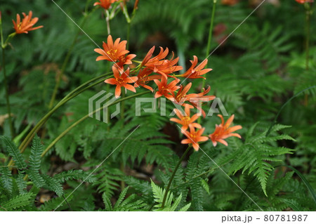 夏に山の中で咲く、ヒガンバナの仲間、オレンジのキツネノカミソリ 80781987