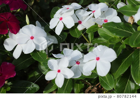 真夏の花壇を彩る、カラフルなニチニチソウの花 真夏の花壇を彩る、カラフルなニチニチソウの花 80782144
