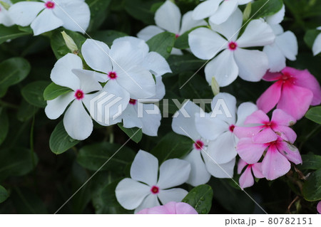 真夏の花壇を彩る、カラフルなニチニチソウの花 真夏の花壇を彩る、カラフルなニチニチソウの花 80782151
