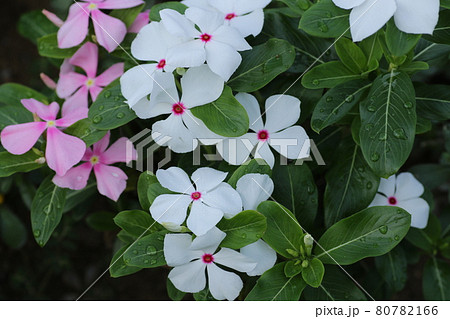 真夏の花壇を彩る カラフルなニチニチソウの花の写真素材