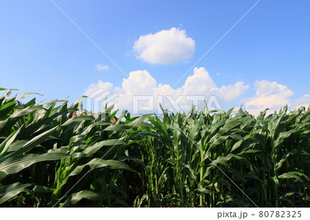 トウモロコシ畑と夏空 青空 トウモロコシ畑と夏空 青空 80782325
