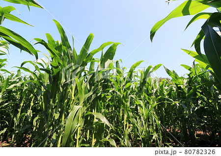 トウモロコシ畑と夏空　青空　 80782326