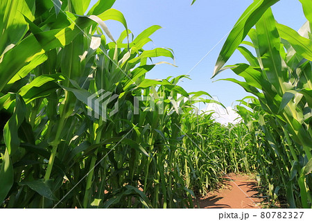 トウモロコシ畑と夏空　青空　 80782327