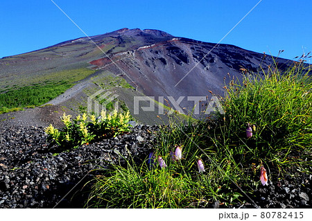 富士山 宝永火口 山ホタルフウロの美観 富士山 宝永火口 山ホタルフウロの美観 80782415