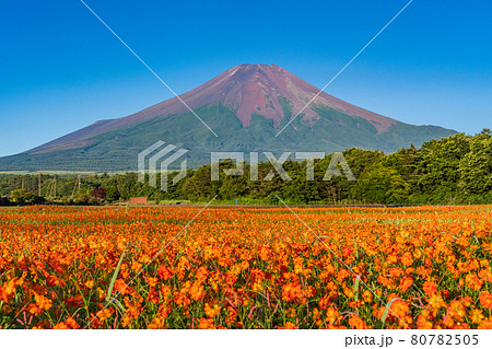 (山梨県)朝霧の晴れた花の都公園花畑と富士山 (山梨県)朝霧の晴れた花の都公園花畑と富士山 80782505