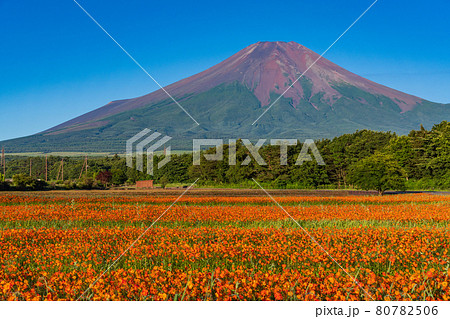 (山梨県)朝霧の晴れた花の都公園花畑と富士山 (山梨県)朝霧の晴れた花の都公園花畑と富士山 80782506