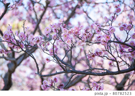 梅の花アップ 梅の花アップ 80782523