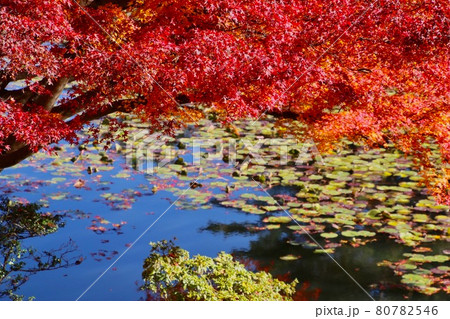 秋の蛇の鼻遊楽園(福島県・本宮市) 秋の蛇の鼻遊楽園(福島県・本宮市) 80782546