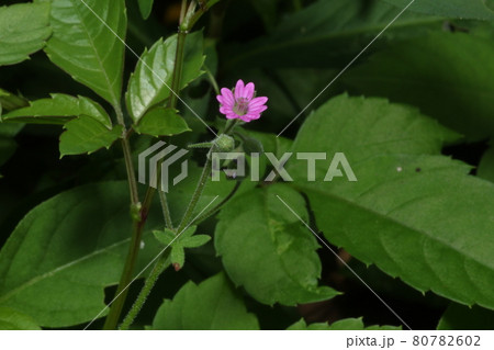 道端に咲く、薄桃色の薬草、ゲンノショウコ 道端に咲く、薄桃色の薬草、ゲンノショウコ 80782602