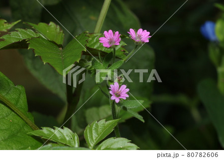 道端に咲く、薄桃色の薬草、ゲンノショウコ 道端に咲く、薄桃色の薬草、ゲンノショウコ 80782606