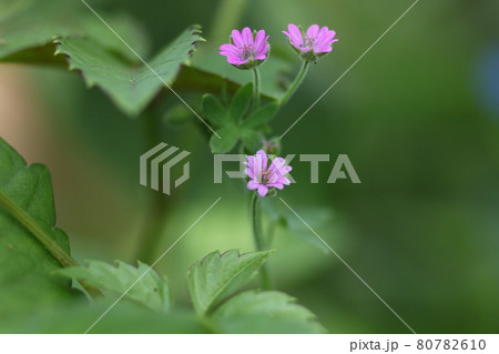 道端に咲く、薄桃色の薬草、ゲンノショウコ 道端に咲く、薄桃色の薬草、ゲンノショウコ 80782610