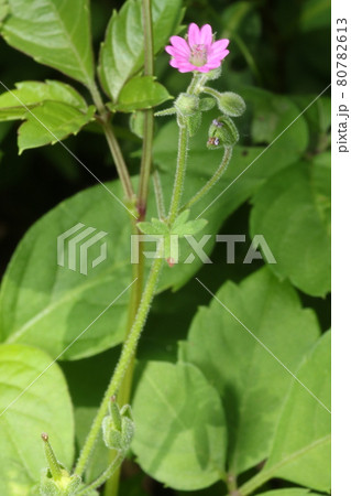 道端に咲く、薄桃色の薬草、ゲンノショウコ 道端に咲く、薄桃色の薬草、ゲンノショウコ 80782613