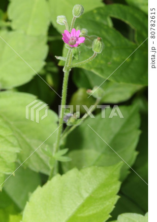 道端に咲く、薄桃色の薬草、ゲンノショウコ 道端に咲く、薄桃色の薬草、ゲンノショウコ 80782615
