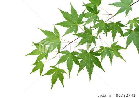 合成用の青もみじ葉っぱ　切り抜きパス付 80782741