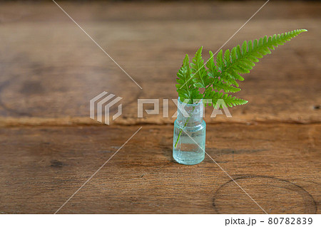 小さな花瓶に入ったシダ植物の写真素材 8079