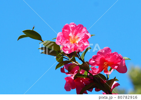寒椿の花の写真素材