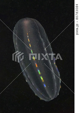 ウリクラゲ ウリクラゲ 80783084