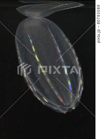 ウリクラゲ 80783089