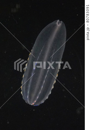 ウリクラゲ ウリクラゲ 80783091