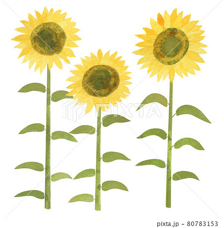 手描き ひまわりの水彩画のイラスト素材