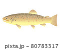 ブラウントラウト 80783317