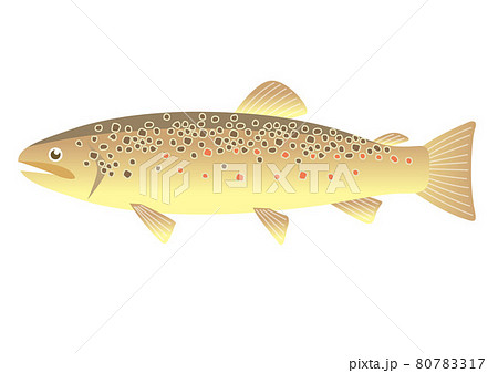 ブラウントラウト 80783317