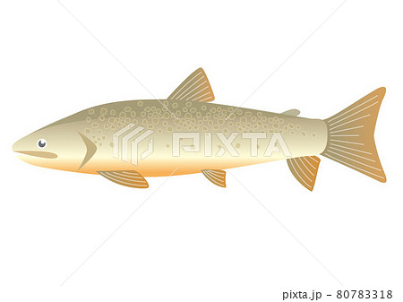 イワナ イワナ 80783318