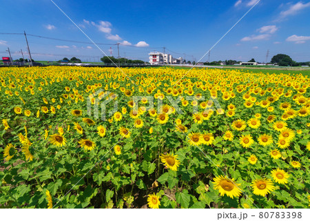 夏のイメージ「ひまわり」 80783398