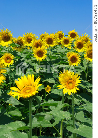 夏のイメージ「ひまわり」 夏のイメージ「ひまわり」 80783451