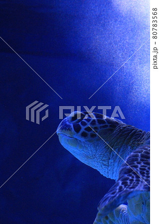 アクアパーク品川のウミガメ 80783568