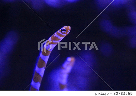 アクアパーク品川のニシキアナゴ 80783569