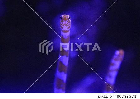 アクアパーク品川のニシキアナゴ 80783571