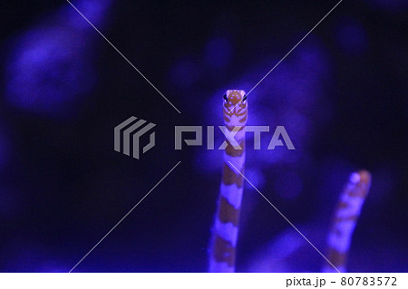 アクアパーク品川のニシキアナゴ 80783572