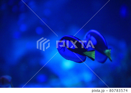 アクアパーク品川のナンヨウハギ（ドリー） 80783574