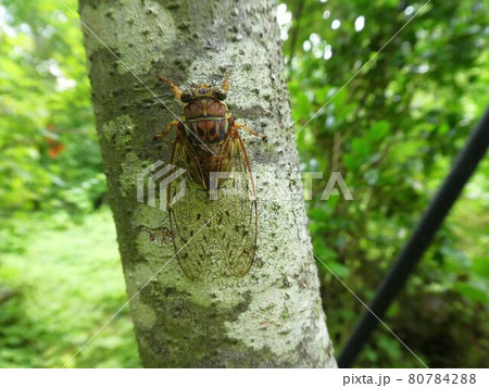 ヒグラシ 80784288