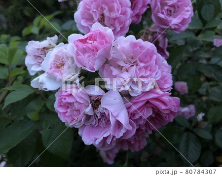 朝方のピンクの花 80784307