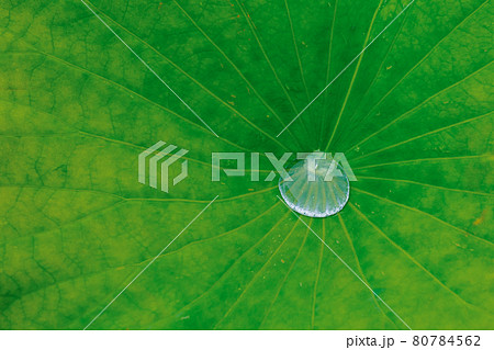蓮の葉の窪みに溜まった水溜り 蓮の葉の窪みに溜まった水溜り 80784562