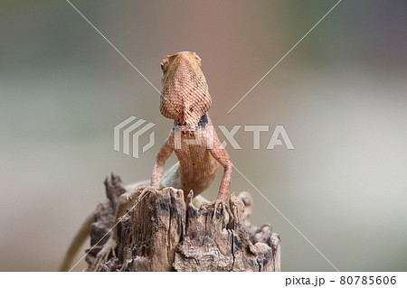 Small lizard brown color is holding on branch tree in nature background Small lizard brown color is holding on branch tree in nature background 80785606