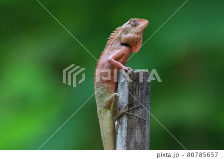A lizard animal wildlife with a small spike and colorful is perched on a branch in a forest with green background A lizard animal wildlife with a small spike and colorful is perched on a branch in a forest with green background 80785657