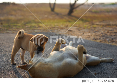 Mother dog and puppy domestic dog take care and playing on the beach in morning time so cute Mother dog and puppy domestic dog take care and playing on the beach in morning time so cute 80785670