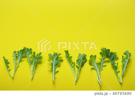 Young Royal Green Oak vegetable leaves fresh for life on yellow background	 80785680