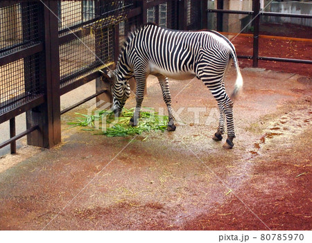 シマウマ 80785970