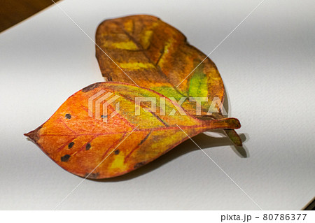 枯葉 枯れ葉 透明水彩 80786377