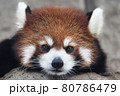 レッサーパンダ（顔アップ、カメラ目線） 80786479