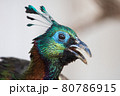 ニジキジ（顔アップ） 80786915