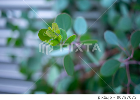 ユーカリの新芽 80787075