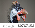 ホロホロチョウ（顔アップ） 80787158