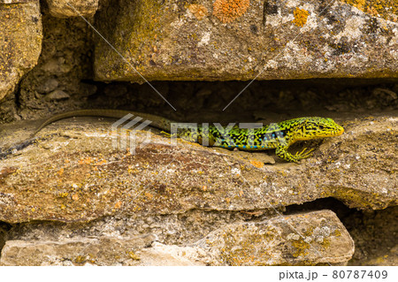 The Republic of Crimea. July 12, 2021. A bright multicolored mountain lizard crawls along the walls of the ruins of an ancient Genoese fortress in Sudak. 80787409